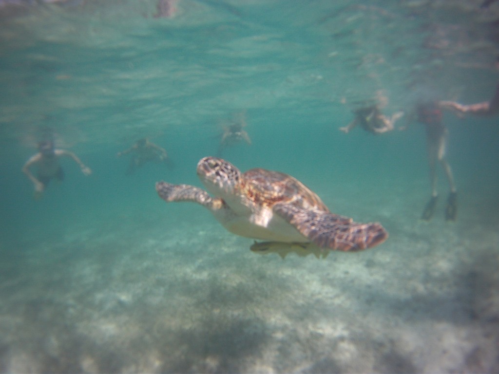 Snorkelling with turtles in Akumal, Mexico