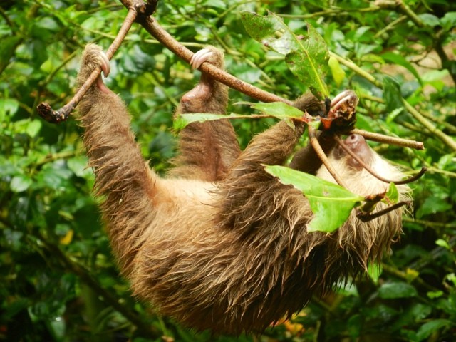 Wanderlust Chloe Costa Rica Sloth 2