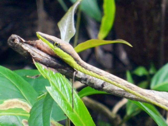 Wanderlust Chloe Costa Rica Snake