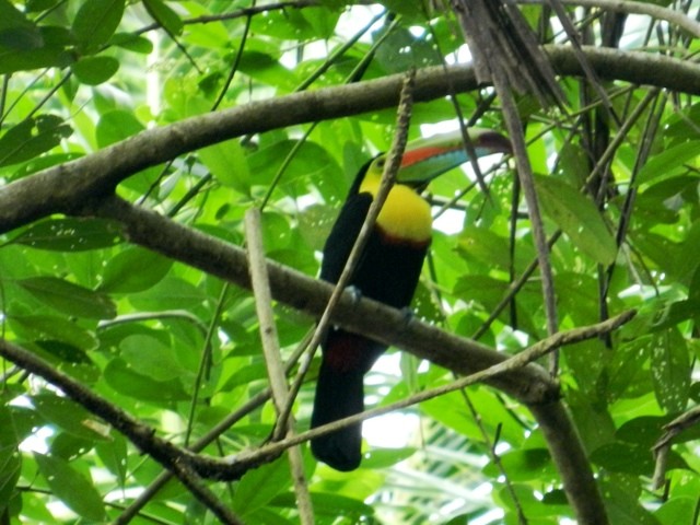 Wanderlust Chloe Toucan Costa Rica