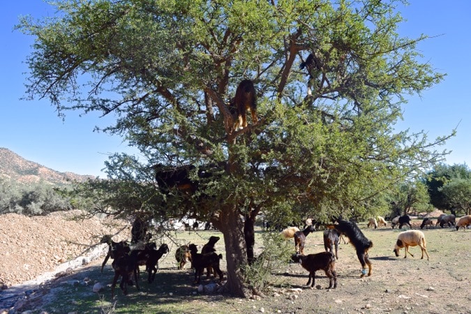 Goats in Argan Trees in Morocco 