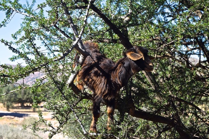 Goats in Argan Trees in Morocco 