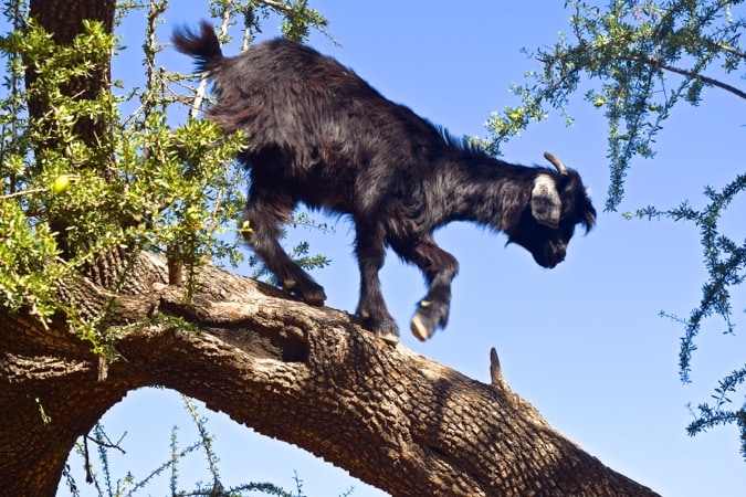 Goats in Argan Trees in Morocco 