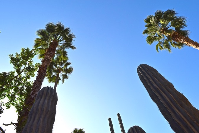 Jardin Majorelle Marrakech