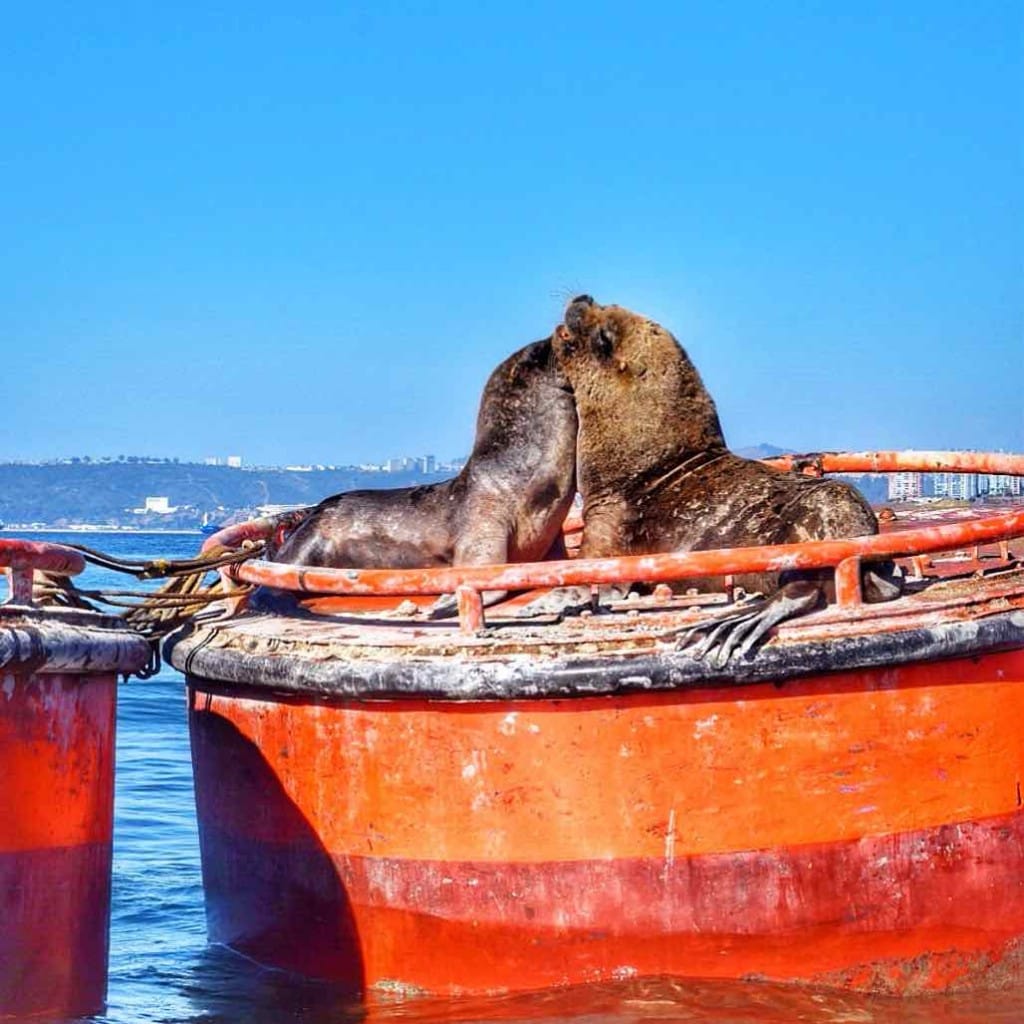 Sea lions in Valparaiso, Chile