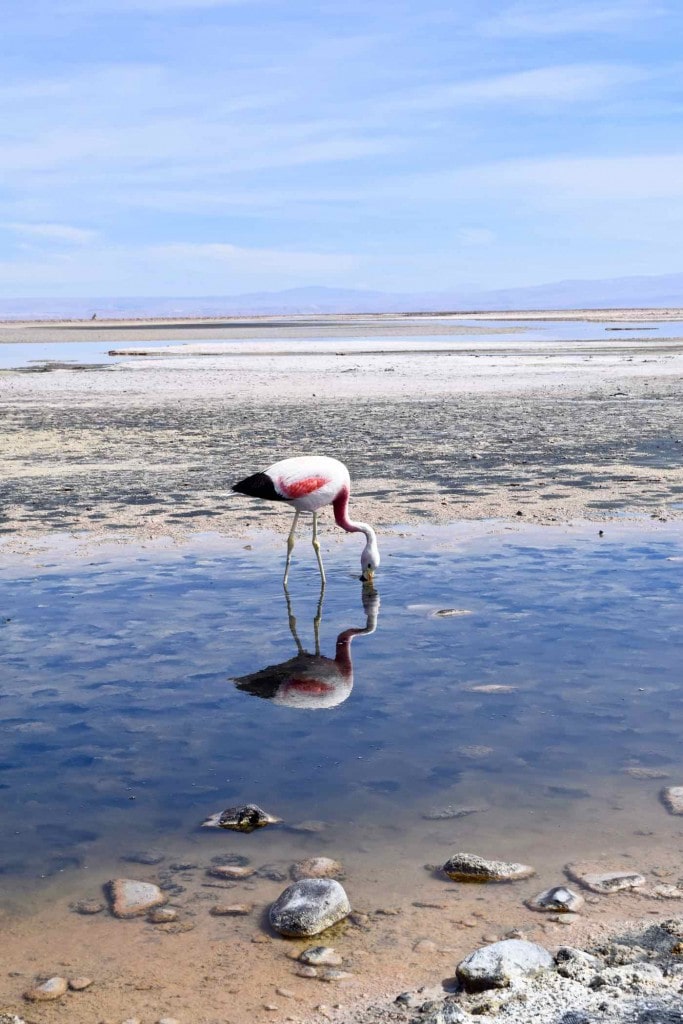 Flamingo at Chaxa Lagoon, Chile