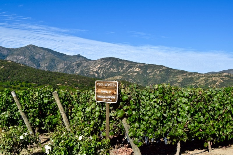 Vineyards at Vina Montes, Colchagua Valley, Chile