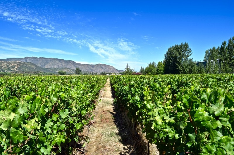Vineyards at Vina Montes, Colchagua Valley, Chile