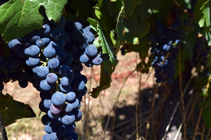 Grapes in the vineyards at Vina Montes, Colchagua Valley, Chile