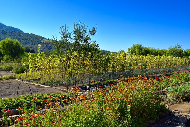 Beautiful gardens at Lapostolle, Colchagua Valley, Chile