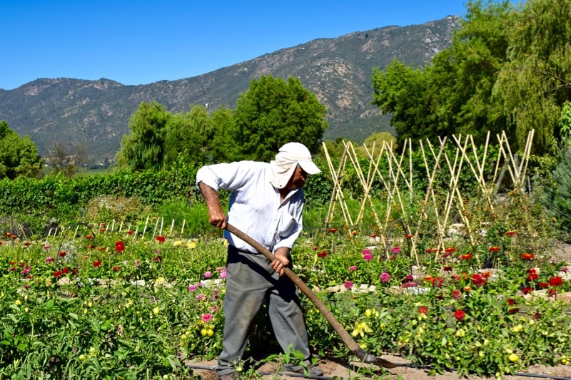 Gardener at Lapostolle Colchagua Valley, Chile 