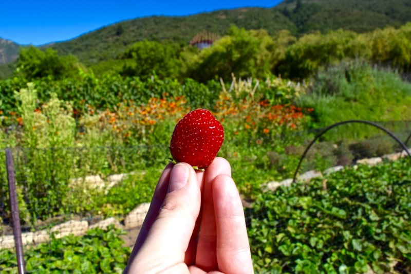 Fresh strawberries plucked straight from the plant at Lapostolle Colchagua Valley, Chile 