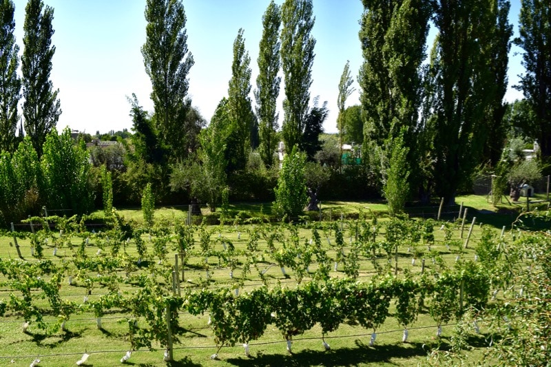 Rows of vines in the gardens at Villa Mansa Hotel