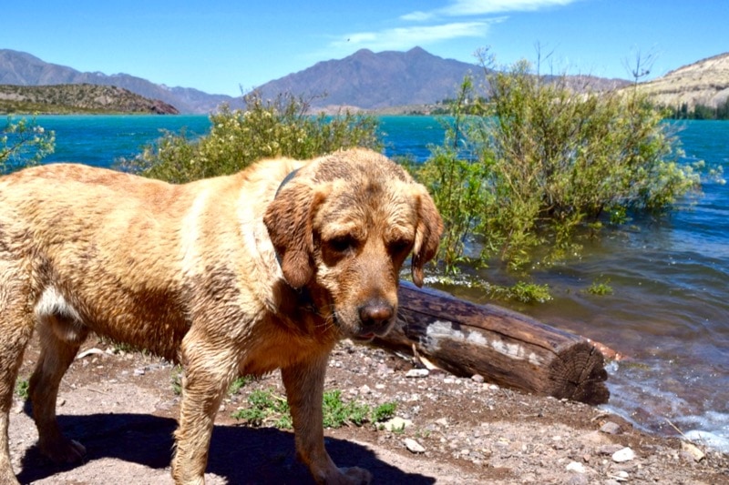 Cute puppy by the water at Lake Potrerillos in Argentina