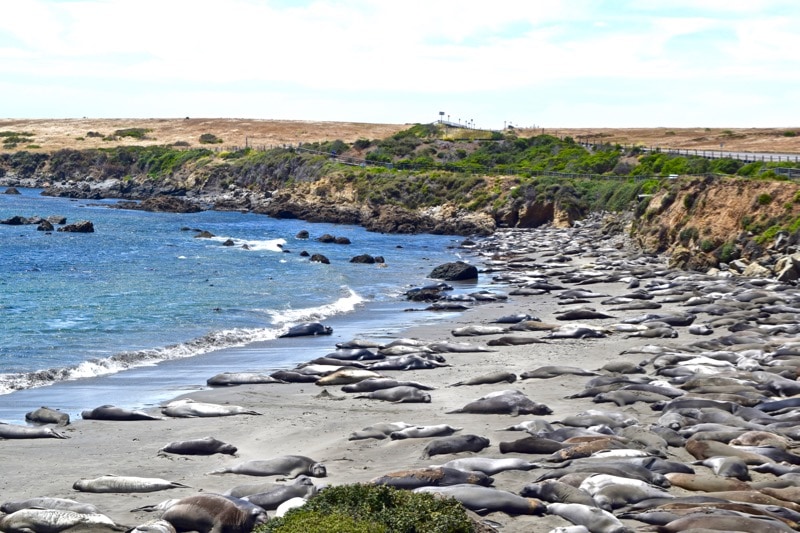 Elephant seals along the route of the Pacific Coast Highway 