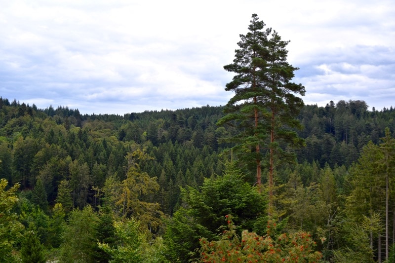 Black Forest, Germany