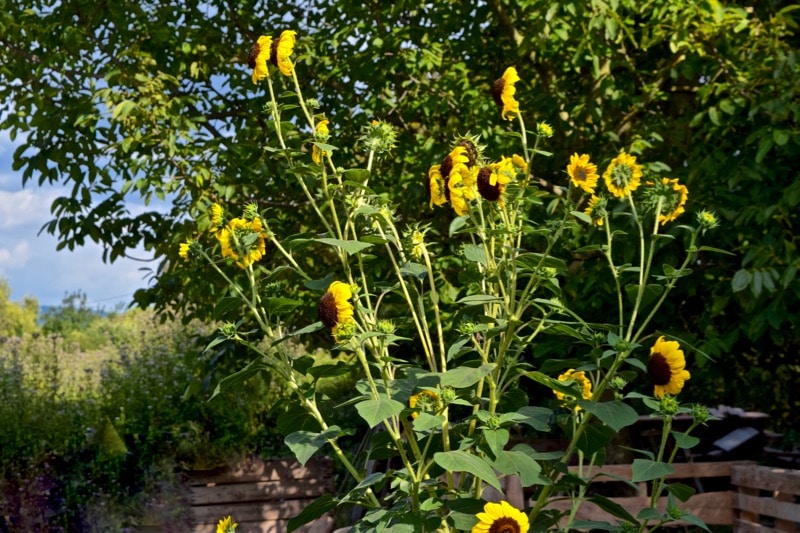 Sunflowers in Provence