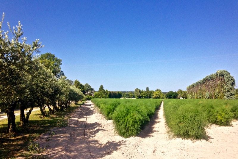 Asparagus fields in Provence