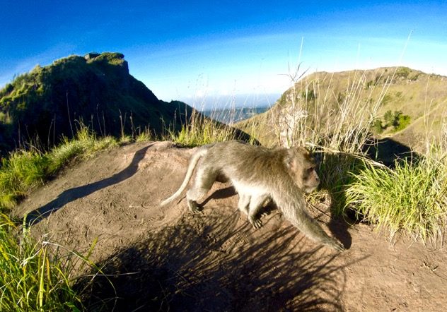 Monkeys at the top of Mount Batur, Bali