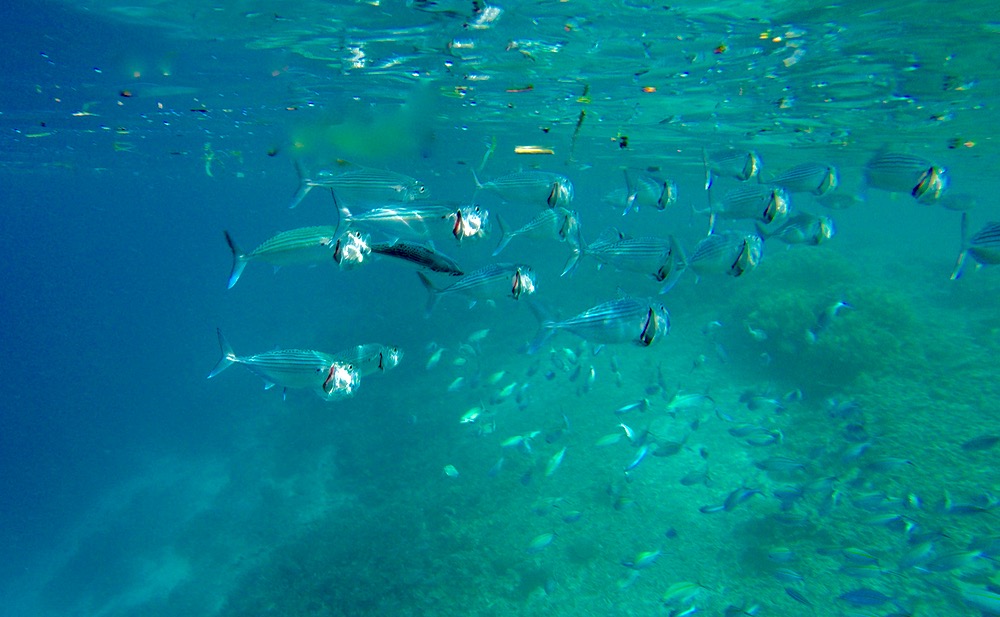 Snorkelling in Raja Ampat, Indonesia