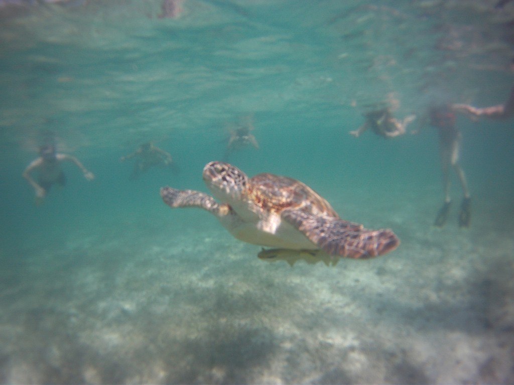 Snorkelling with turtles in Akumal 