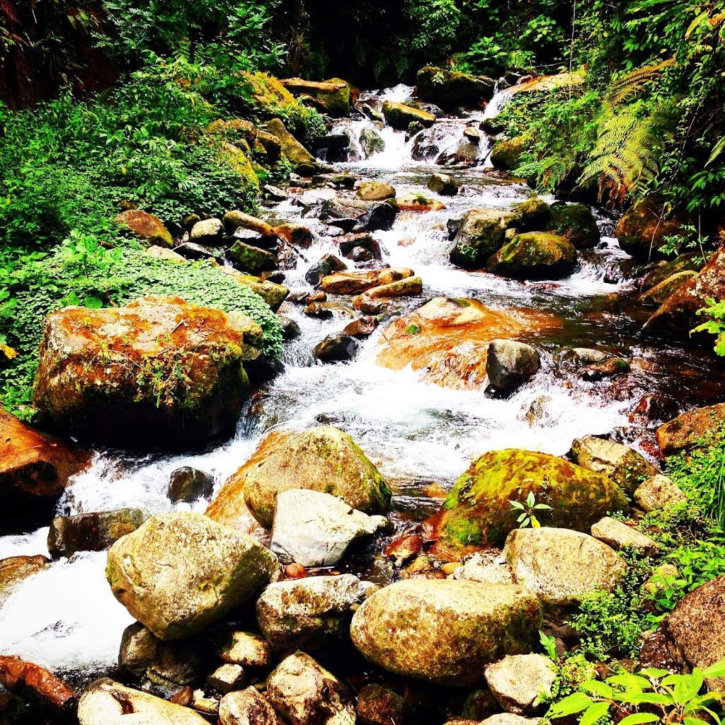 Sendero Los Quetzales, Boquete, Panama