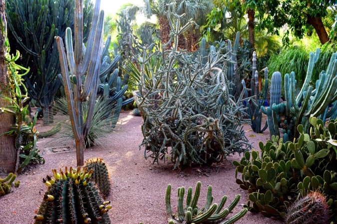 Jardin Majorelle Marrakech