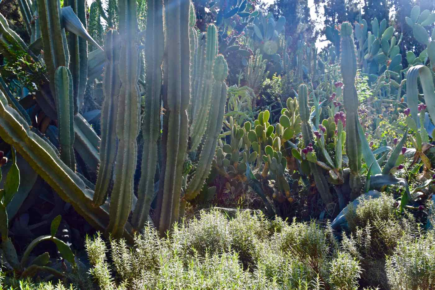 Gardens at La Maison Arabe Marrakech