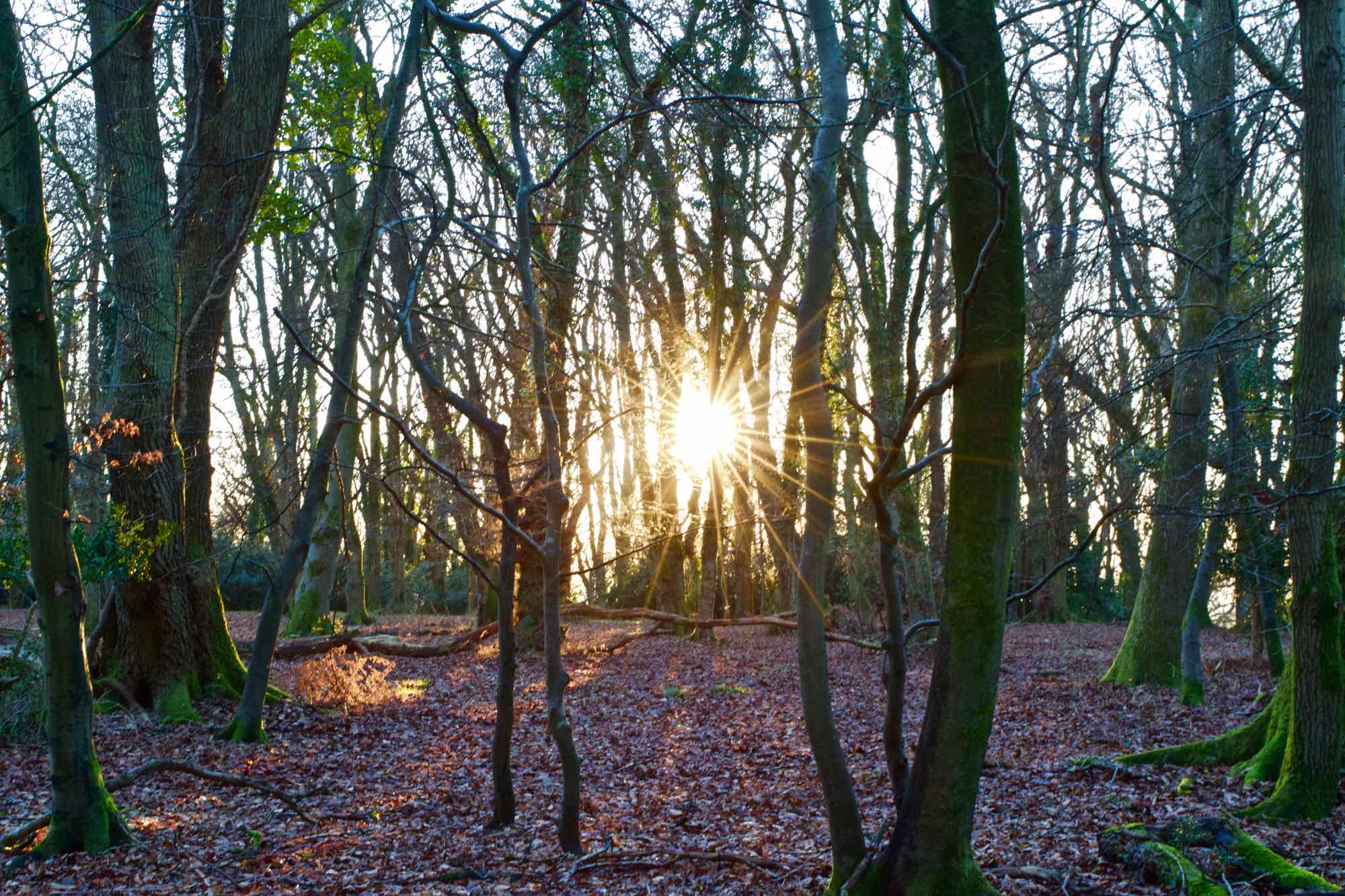 New Forest