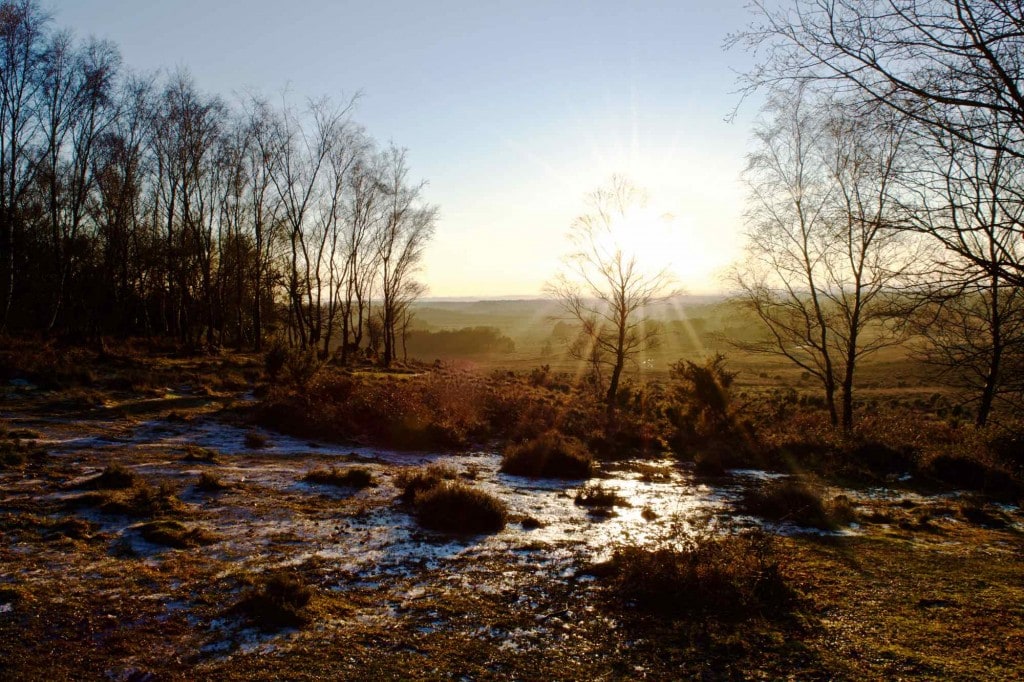 New Forest