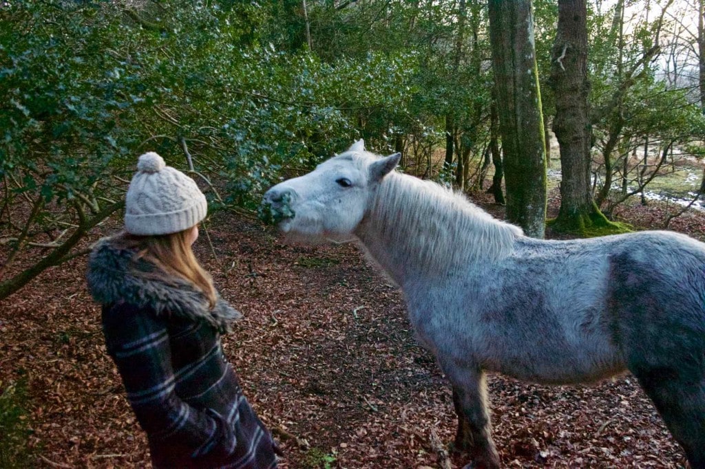 New Forest