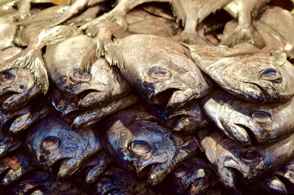 Fish for sale in Mercado Central, Santiago, Chile