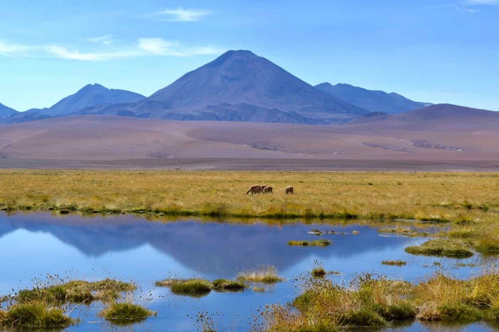 Lagoon on the way from El Tatio Geysers to San Pedro De Atacama