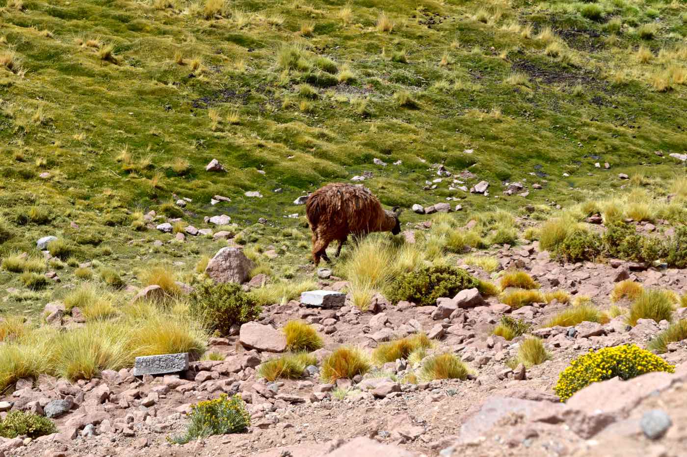 Wildlife on way back from El Tatio Geysers, Chile