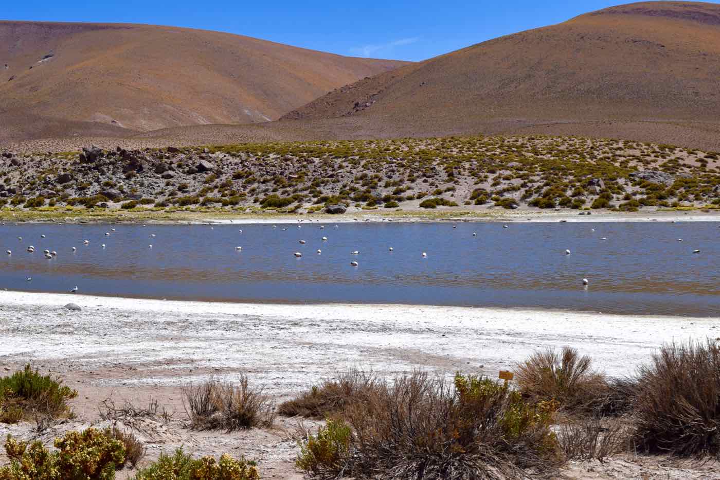 Lagoon with flamingos on the way from El Tatio Geysers to San Pedro De Atacama