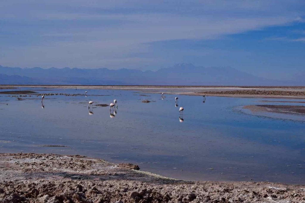 Flamingos in Chaxa Lagoon, Chile