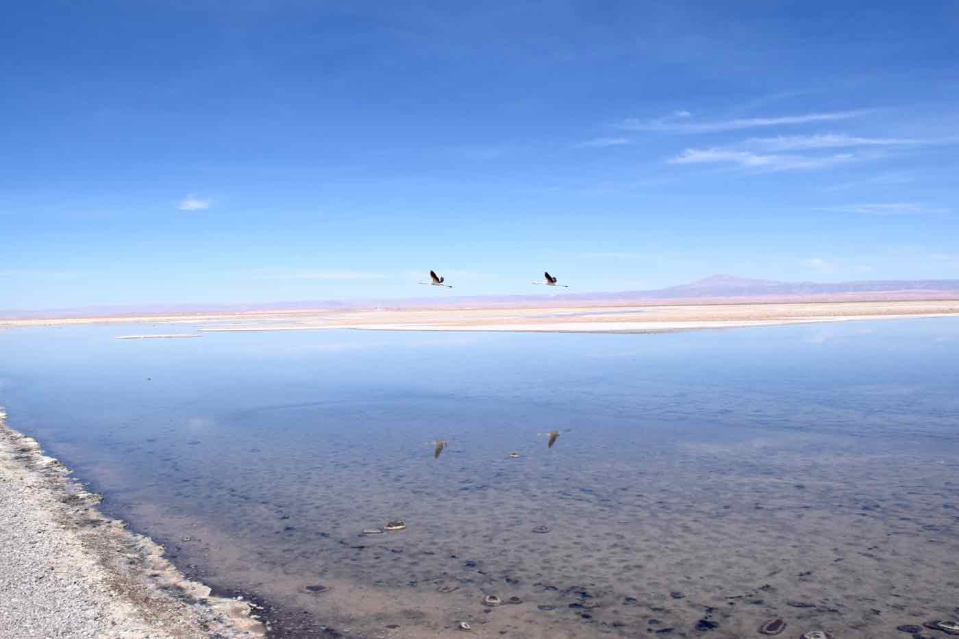 Flamingos flying over Chaxa Lagoon, Chile