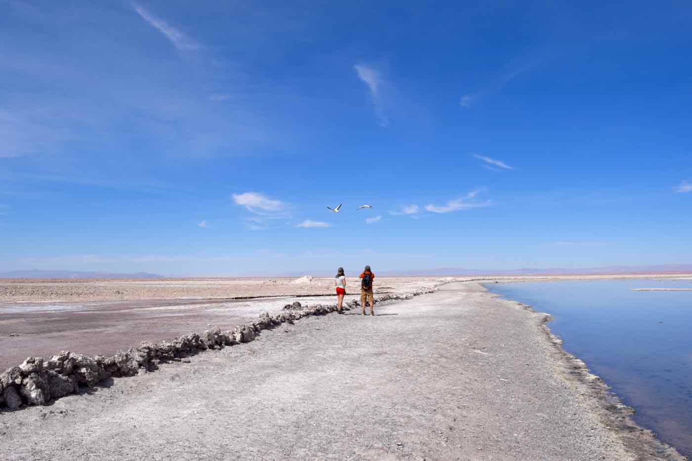 Chaxa Lagoon, Chile