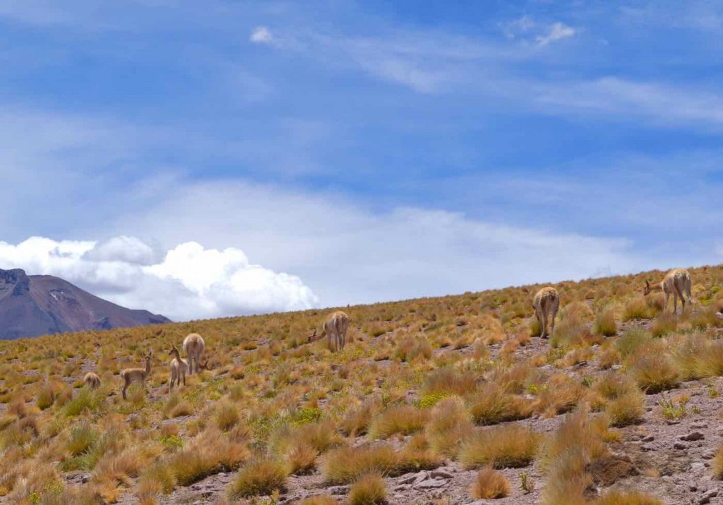 Vicunas grazing in the Atacama Highlands, Chile