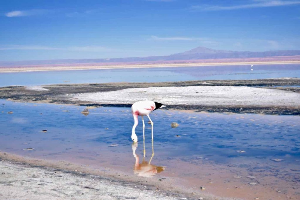 Flamingo at Chaxa Lagoon, Chile