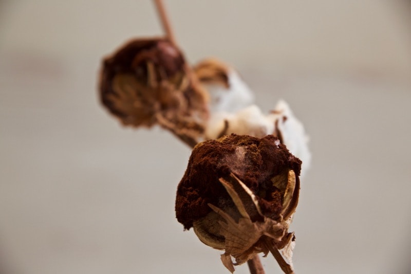 Cotton of cocoa and mint at Disfrutar Restaurant, Barcelona