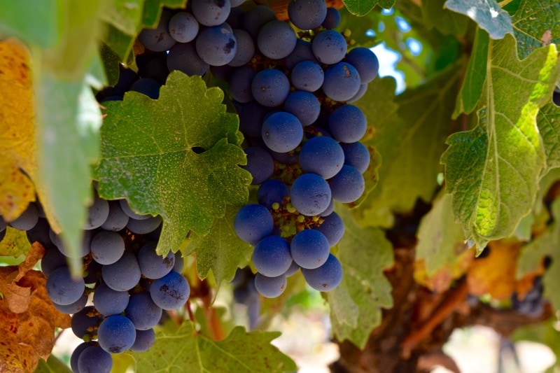 Grapes on the vines at Lapostolle, Colchagua Valley, Chile 