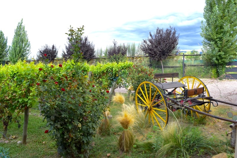 Vines and old wine-making equipment at Villa Mansa Hotel