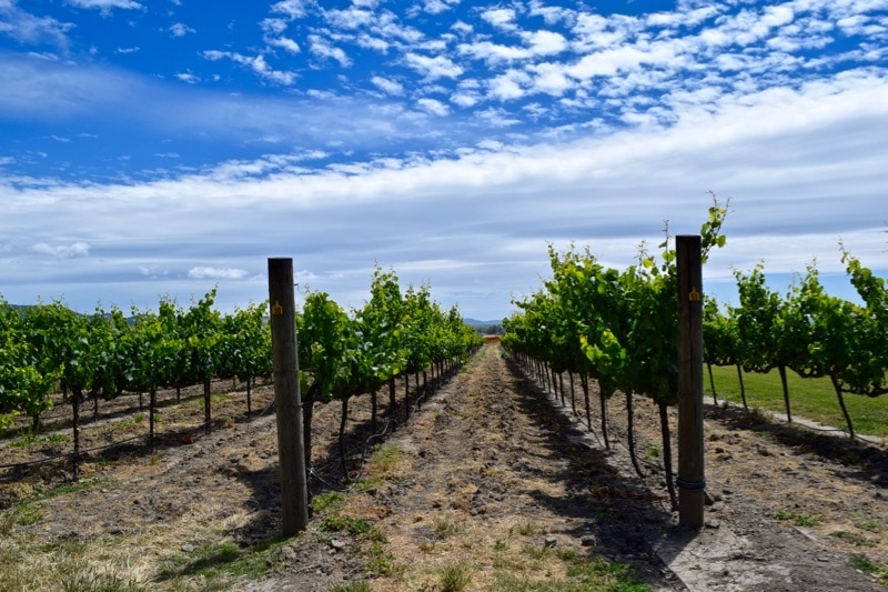Larson Family Winery, Sonoma Valley, California