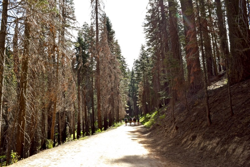 Tuolumne Grove, Yosemite Tuolumne Grove, Yosemite