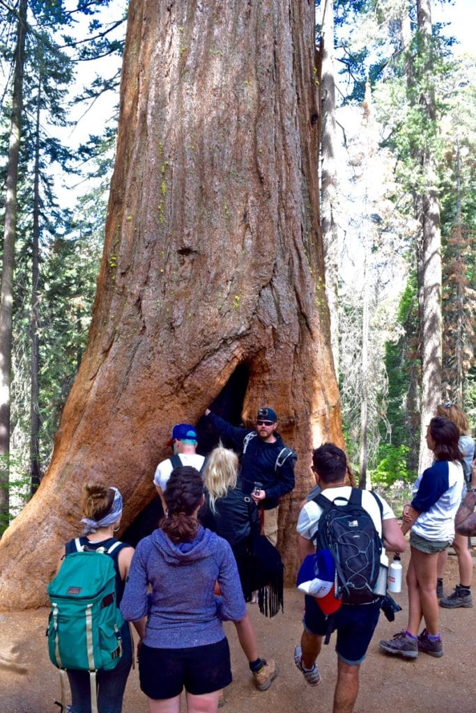 Look how big the sequoia is in Tuolumne Grove, Yosemite!