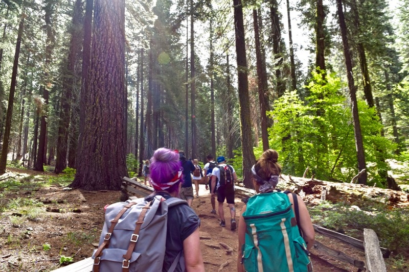 Trekking through Tuolumne Grove, Yosemite