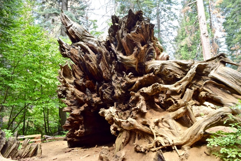 Look how big the sequoia roots are in Tuolumne Grove, Yosemite!