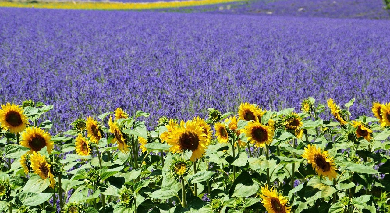 Sunflowers and lavender in Provence