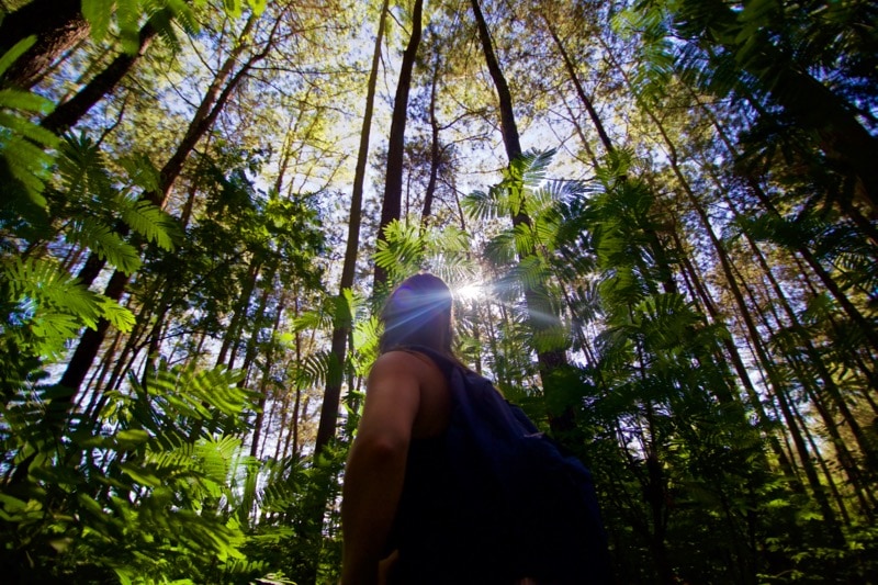 Trekking through the forest on the descent from Mount Batur in Bali